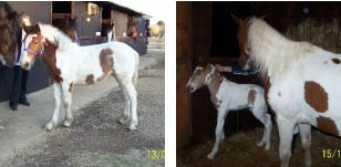 Nickweb Chardonnay - Coloured Clydesdale Foal